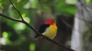 Wire-Tailed Manakin(Pipra filicauda)