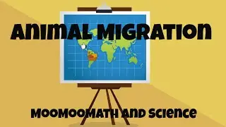 Animal Migration Facts