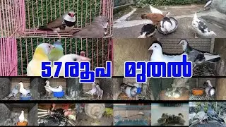 😍Birds❤️Fancy Pigeon😍Hen😁Low Rate Pets Sale Kerala🤩New Sale Post Video😅Kerala pets farm video💖