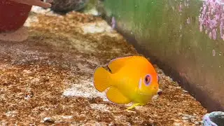 Lemonpeel Angelfish 4K60 HDR