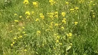 Field Mustard