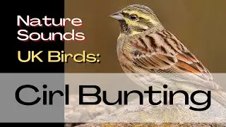 Cirl Bunting - UK Birds. Bird Song Identifier, Field Recording, Bird Song, Bird Call - Nature Sounds