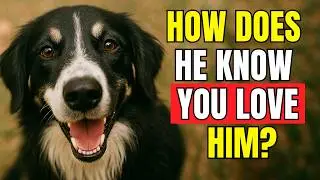 21 Ways to Show Your Dog You Love Them ➡️ Strengthen Your Bond Today!