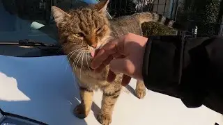 You must see how this stray cat demands to be petted.