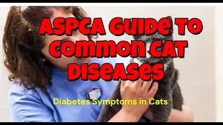 ASPCA Guide to Common Cat Diseases