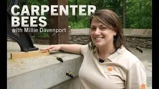 Carpenter Bees - Millie Davenport