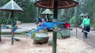 Visita ao Parque das Aves em Foz do Iguaçu (PR)