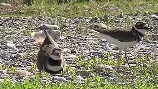Killdeer Building Nest (Charadrius vociferus)