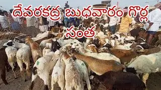 డేవరకద్ర గొర్రెల మార్కెట్ ఈరోజు లైవ్ షో 🐑 | ధరలు, బేరం & పూర్తి దృశ్యాలు
