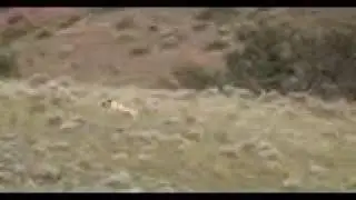 Black mouth cur ladner decoying
