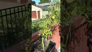 Oh that 90 degree weather!! #cheers #weather #plants #beer #vegetables #sunday