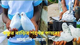 বন্ধুর বাড়ির শখের ম্যাড্রাসি পায়রা#Viral Video#Karimul Pigions #Sopport