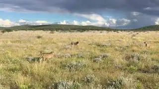 Namibia - Cheetah in Desert wildlife #wildanimals #cheetah