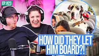 There’s A Great Dane On This Plane!