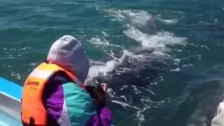 Gray whales at Guerrero Negro