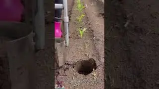 Corn Planter Tool || Smart Farming Innovation Saves Time