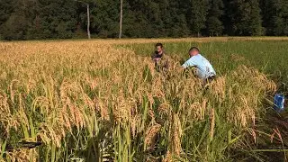 Hmong American's Harvest Rice...saib hmoob meskas hlais nplej nawb