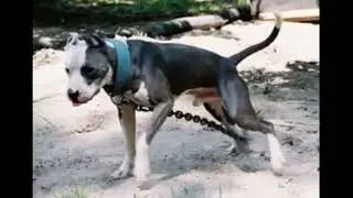Blue game dogs