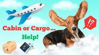 Think Your Dog Is Safe Flying? Watch This First!