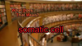 What does somatic cell mean?
