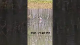 Graceful black-winged stilt bird  #birding #wildlife #stilt