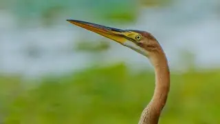 #sonya7r4 #sony200600 Purple #heron by Johnbosco Michael #viralvideo #trending #reels #shortvideo