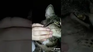 Мой кот Масик. Видео из моего тик тока . #shorts #котик