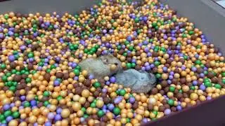 Hamsters Diving and Playing in a Colorful Ball Pit | Cute & Fun Moments | Cute Hamster.