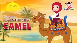 Information about Camel | Interesting Facts about Camel in English | Lipapaa