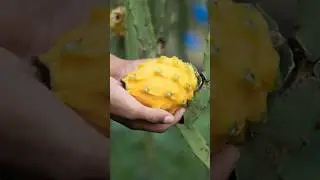 Journey of the Yellow Dragon Fruit from Farm to Table! #superfood #healthyeating #wholesale #nyc