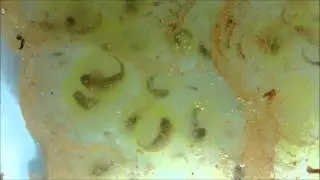 Spotted Salamander Larvae Developing & Hatching!!