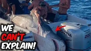 Australian Fisheries Closed Waters After Fishermen Found Something Terrifying Inside Massive Shark!