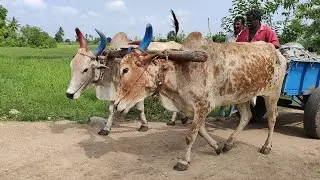 Bullock running race video in agriculture land | bullock framework | cow videos | Bullockcartloading
