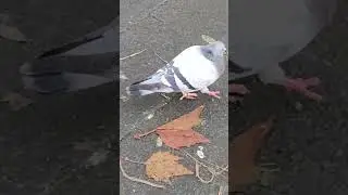Learn English | The Limping Pigeon #shorts