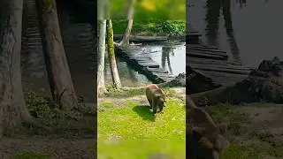 🐻The BEAR BRIDGE🌳#bear #animals #animal #brownbear