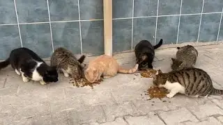 I feed stray cats.