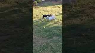 Tripawd Reece Runs After Amputation Surgery