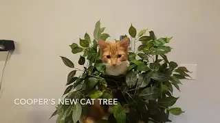 On2Pets Кошачье дерево для Купера