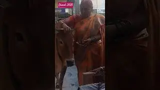 gomatha pooja #diwali #2025 #viral #trending  #mosttrending #gomata #chalisa #bhuvika #manthani
