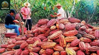 How Chocolate is Made: The Full Cocoa Farming & Harvesting Process 🍫