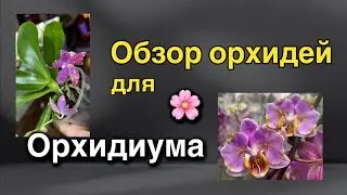 #новаяпоставка - прямо на #орхидиум!