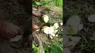 coconut cutting | village memories ❤️| Maya