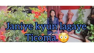 How do you take care of Tecoma?