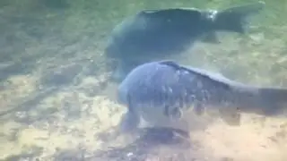 Underwater Carp Footage At Woodsetts Quarry Pond