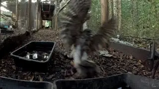 Super Fast Food ' Hawk Tuah Feeding Time #shorts 