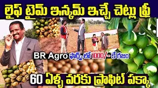 మకడమియా మొక్కలతో లాభాల పంట | Long Term Investment | BR Agro Farms