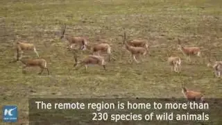 China's Qinghai Hoh Xil enters world heritage list as natural site