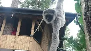 Vlog Toraja