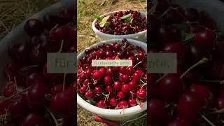 Kirschernte | #heimischelandwirtschaft