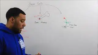 Cell Biology - Stem Cells (TuitionKit)